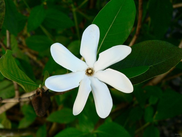 137- Tiare Tahiti 